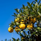 規格外ゆずがクラフトビールに！RACINES MICRO BREWERY「柚子 HAZY IPA」数量限定発売