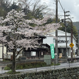 川沿いの桜とTAKAO 36 SAUNA