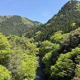 奥多摩の新緑
