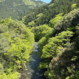 奥多摩の新緑