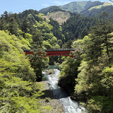 奥多摩の新緑