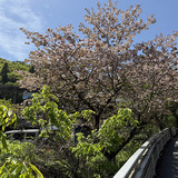 道すがらの八重桜