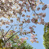 道すがらの八重桜