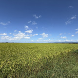 津軽の田んぼ風景