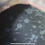発酵の様子