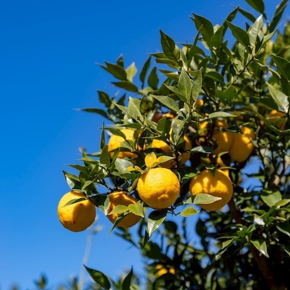 規格外ゆずがクラフトビールに！RACINES MICRO BREWERY「柚子 HAZY IPA」数量限定発売