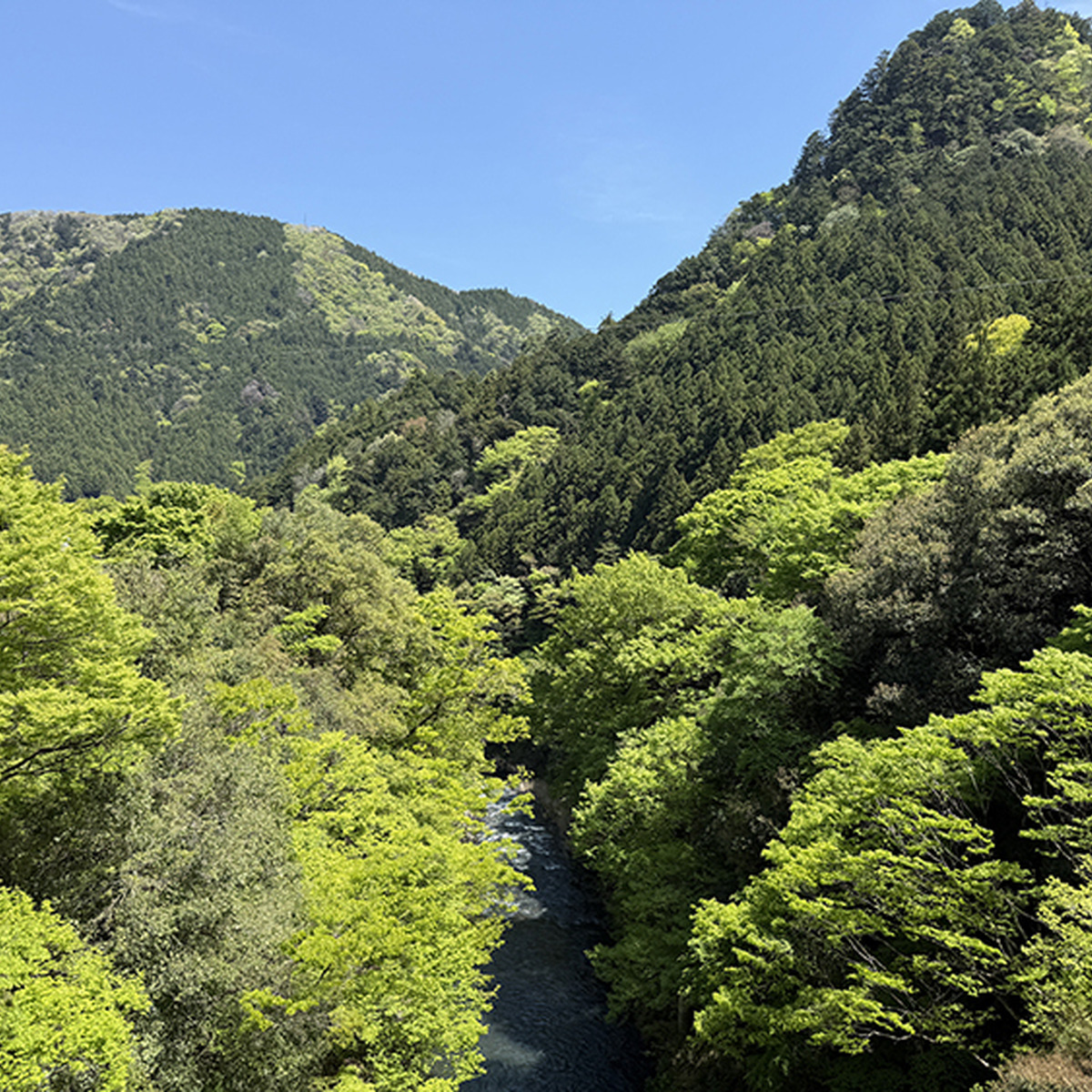 奥多摩の新緑