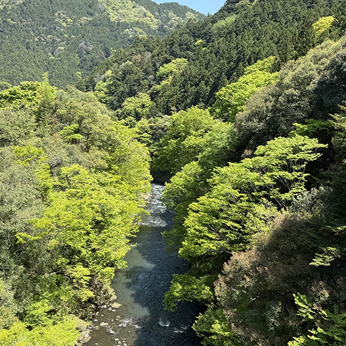 奥多摩の新緑