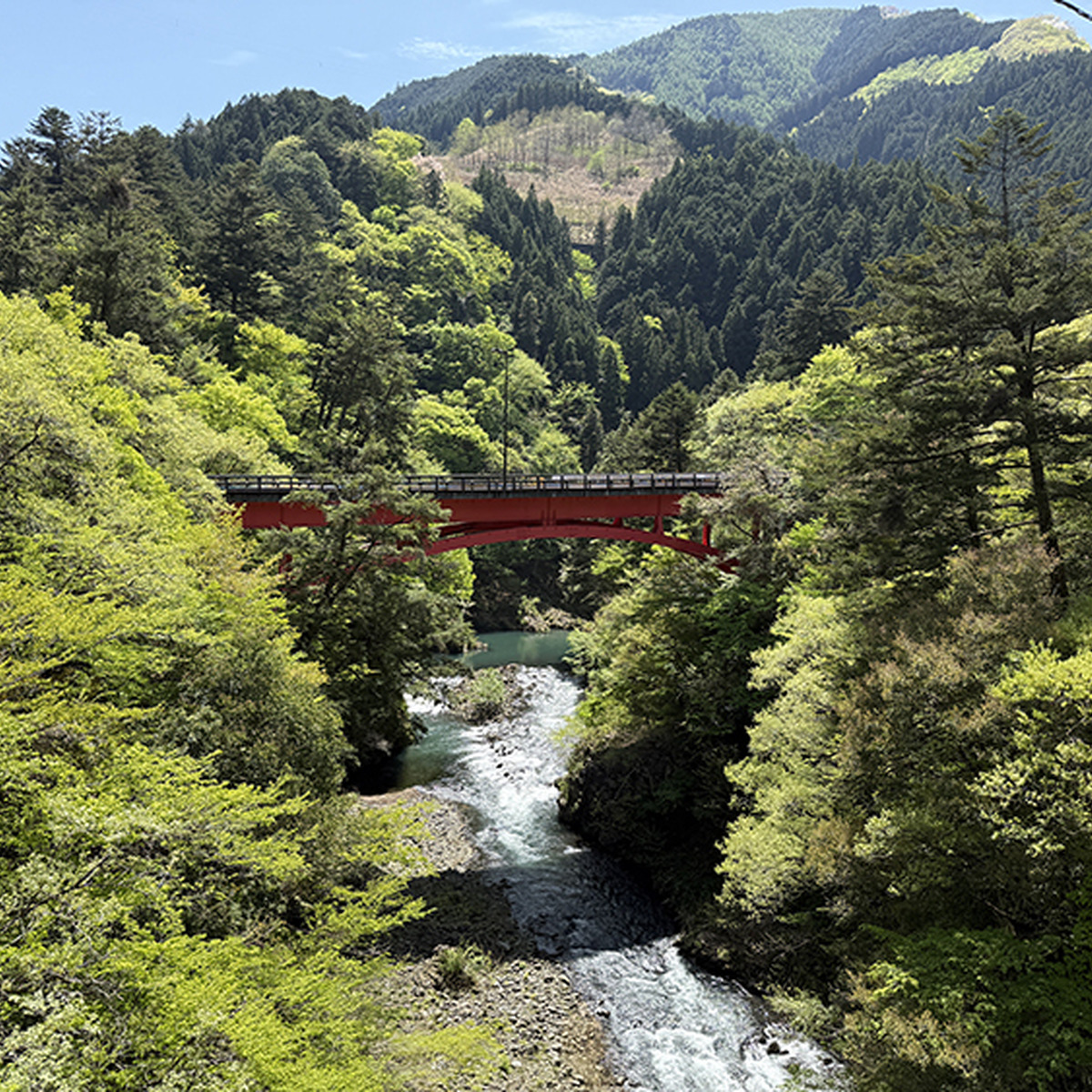 奥多摩の新緑