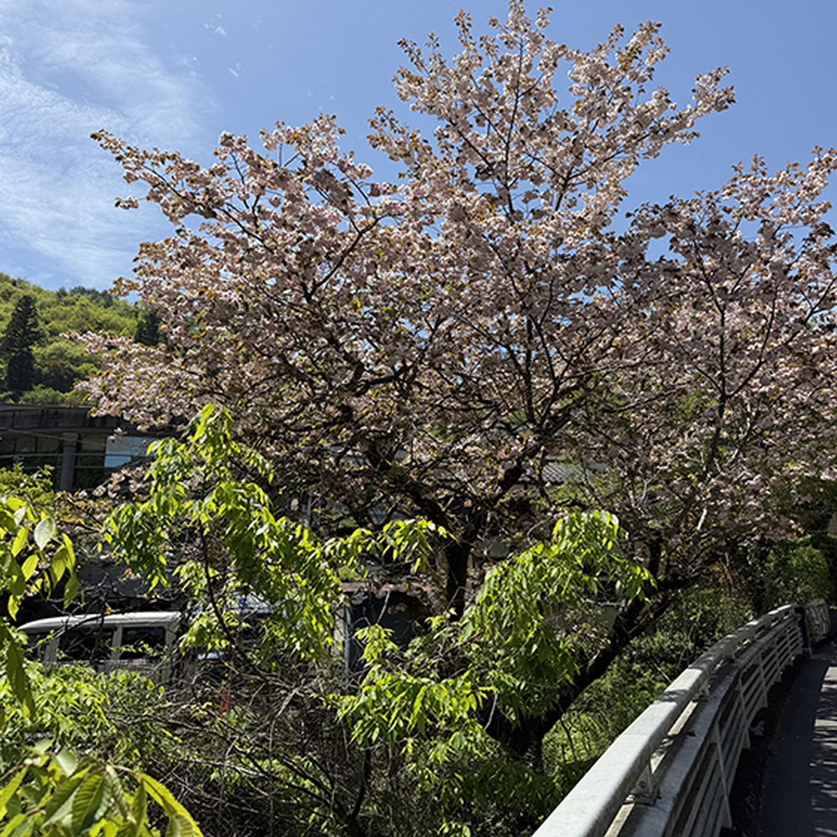 道すがらの八重桜