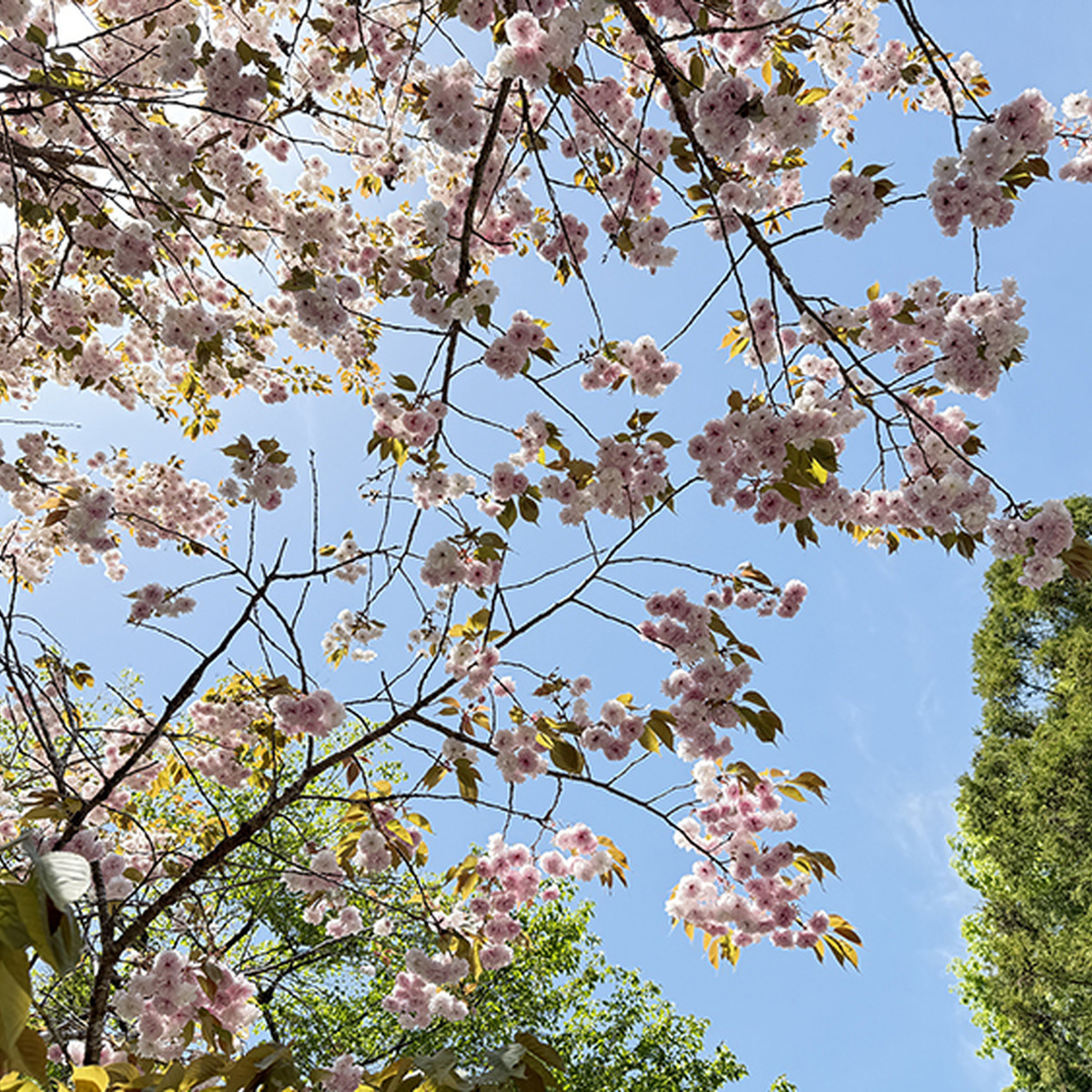 道すがらの八重桜