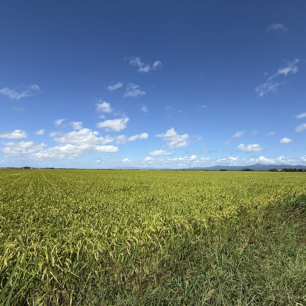 津軽の田んぼ風景